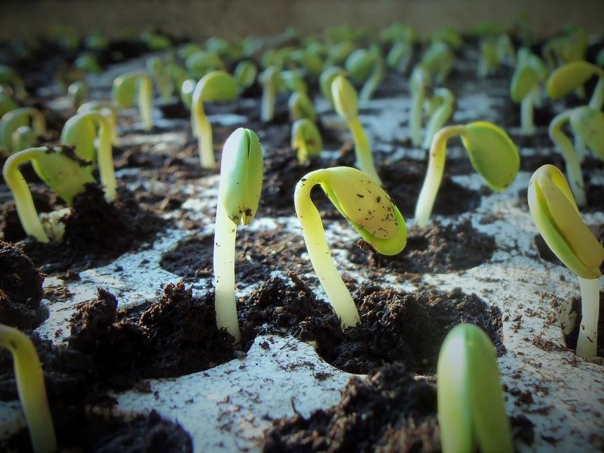 豆类植物具有固氮作用，有根瘤菌，其最大的作用，会改变土壤的酸碱度。(pixabay)