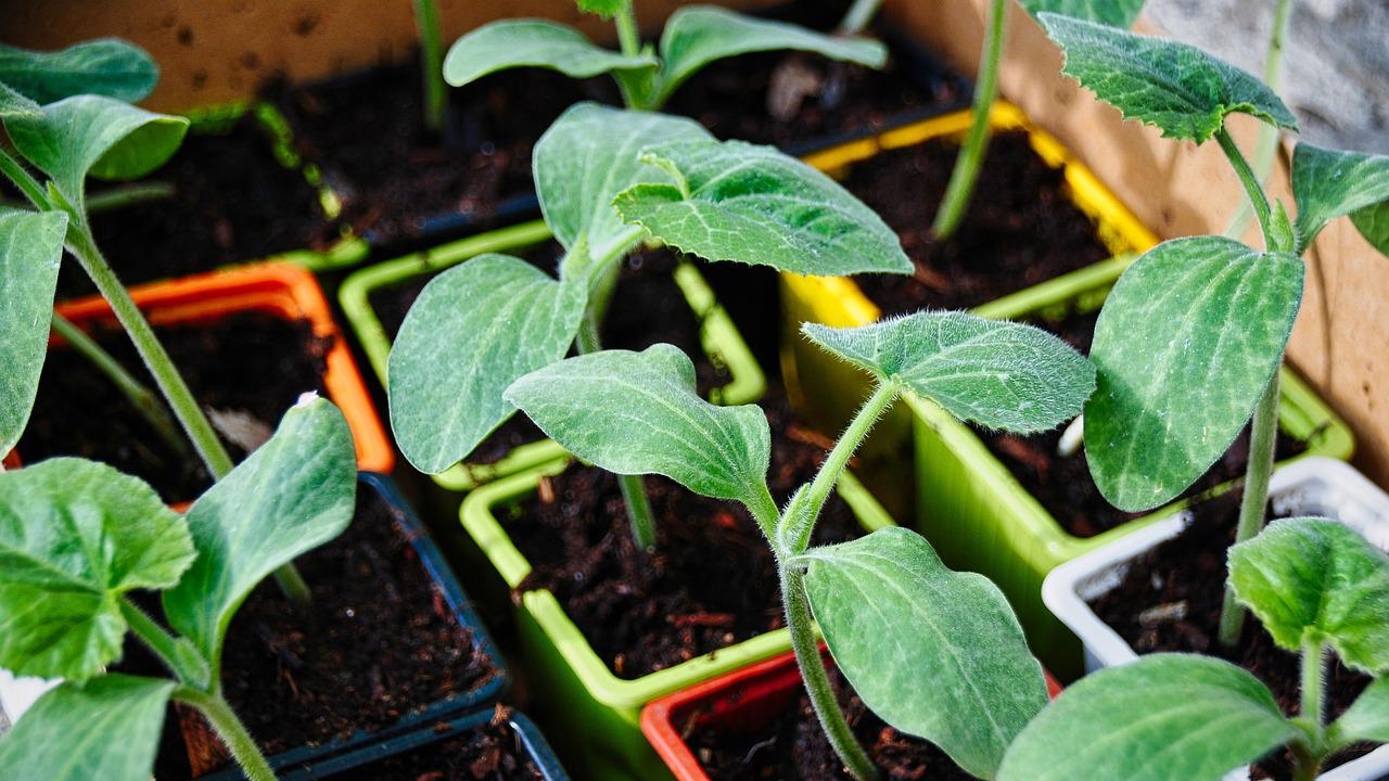 分批种植：同一品种的蔬菜一次不种太多，可分2~3批来种。（图片：pixabay）