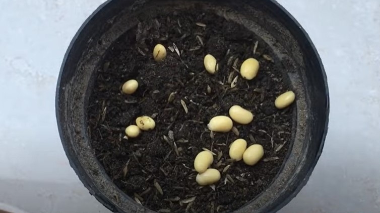 买回的黄豆种植。（小家庭种菜视频截图）