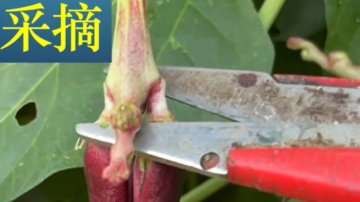 在采摘豇豆时一定要避开花苞，从豇豆根部剪下来。（YouTube/Mei Yuan视频截图）