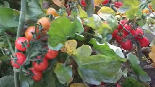 种植土二号箱的10棵西红柿最终硕果累累。（小家庭种菜视频截图）