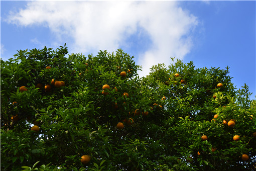 什么季节适合栽培橙子树，橙子树种植和播种的方法有哪些