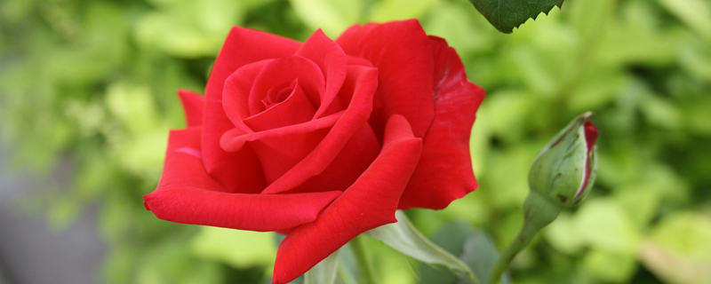 卡罗拉玫瑰是什么，怎么挑选卡罗拉玫瑰(卡罗拉花是什么品种)