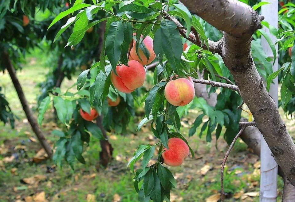 什么季节适合修剪桃树，桃树的修剪方法有哪些