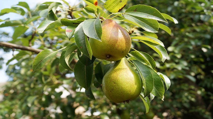 什么季节适合栽培梨树，梨树种植和播种的方法有哪些