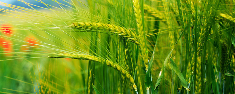 河南省每个城市的麦子什么时候成熟(玉米啥时候成熟)