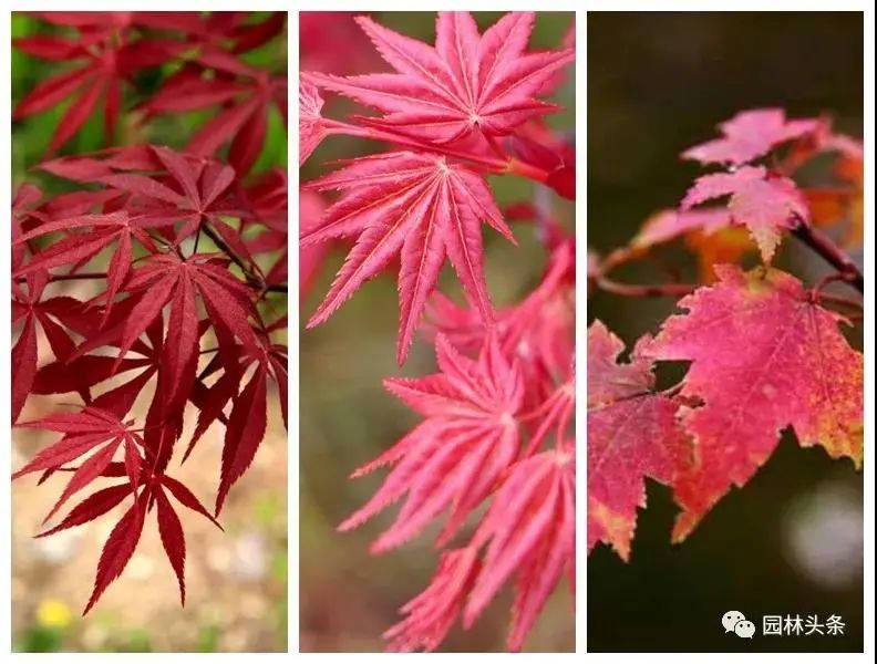 中国红枫和日本红枫哪种更具有观赏价值