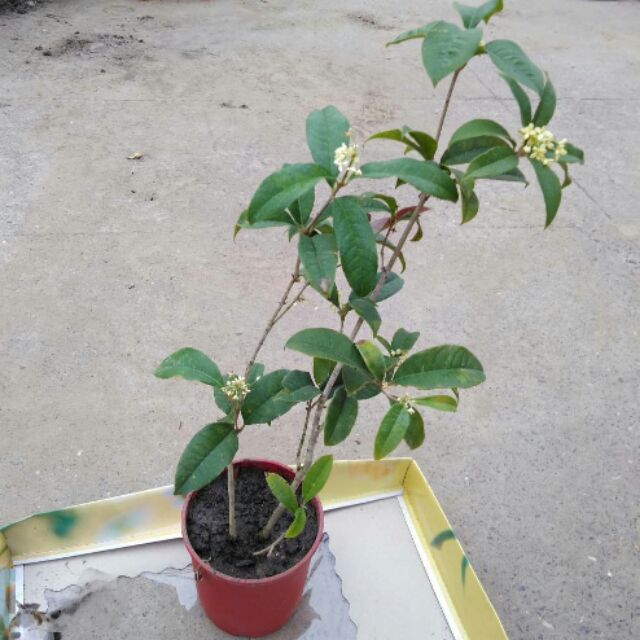 桂花树种植技术有哪些，怎样施肥有利于成长(怎样栽培桂花树苗)