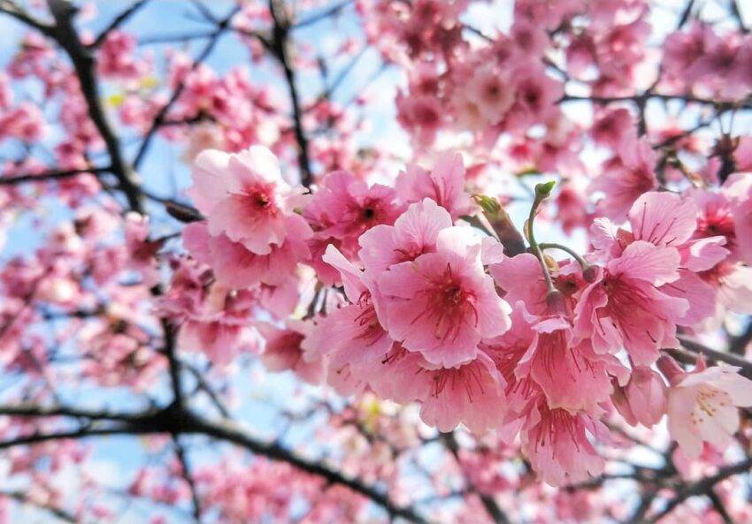樱花树种植多久会开花，花期是什么时候？