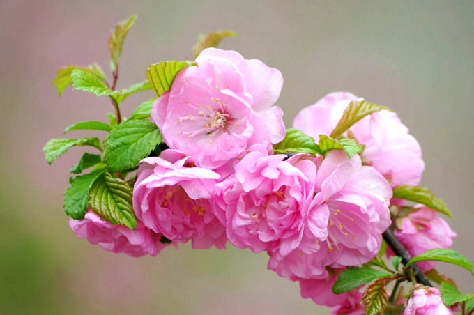 榆叶梅和樱花两种植物有哪些不同