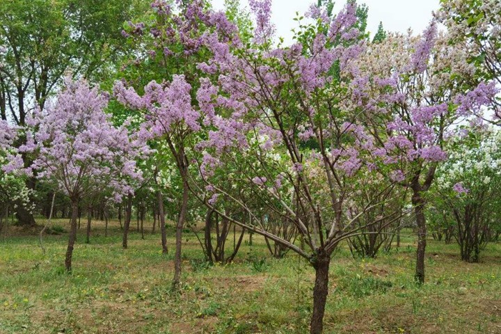什么季节适合栽培丁香树，丁香树种植和播种的方法有哪些(丁香树苗如何种植方法)