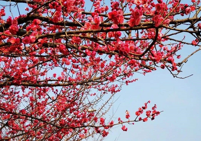 红梅树适合什么季节栽种，栽种时间是什么时候