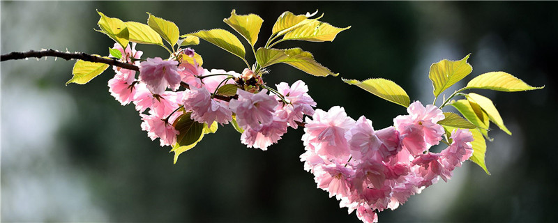 樱花树苗种植技术有哪些，有哪些种植管理方法