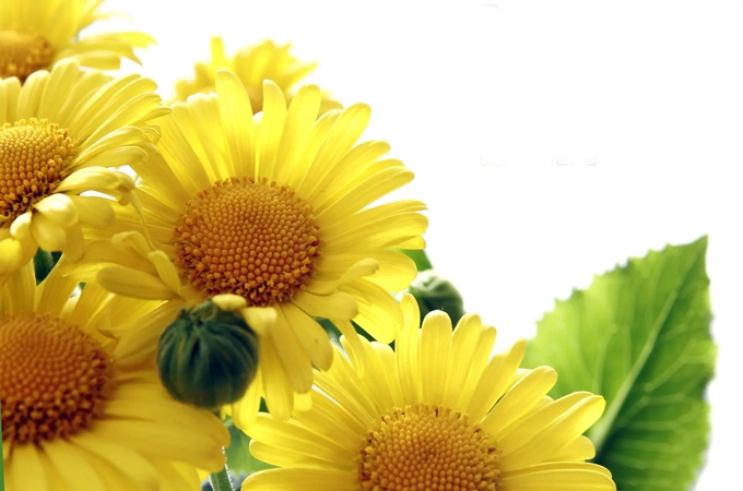 太阳花的花语是什么，有哪些故事传说