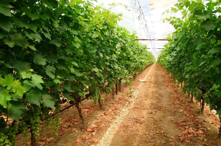 种植葡萄的商业模式有哪些，种植葡萄怎么赚钱