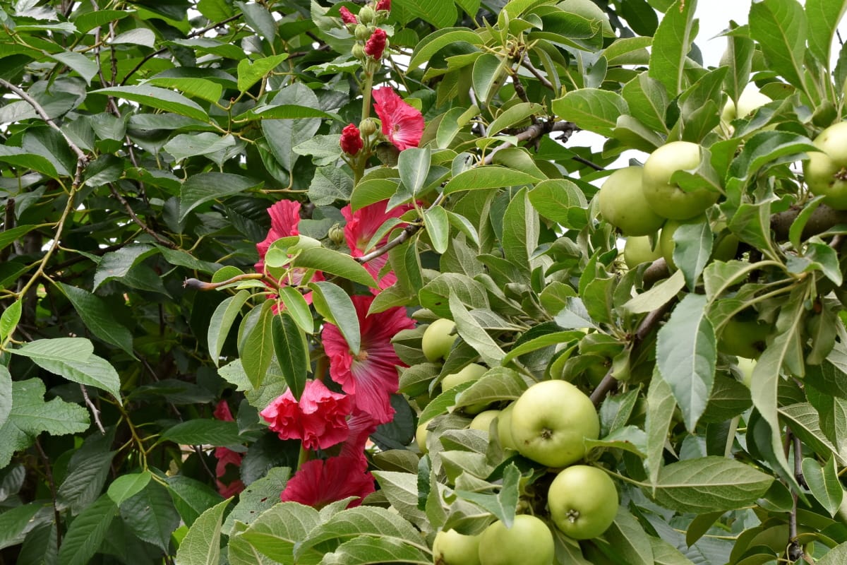 怎么给苹果树浇水，如何灌溉苹果树(苹果树修剪技术视频)