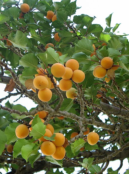 杏仁树会有哪些害虫病？
