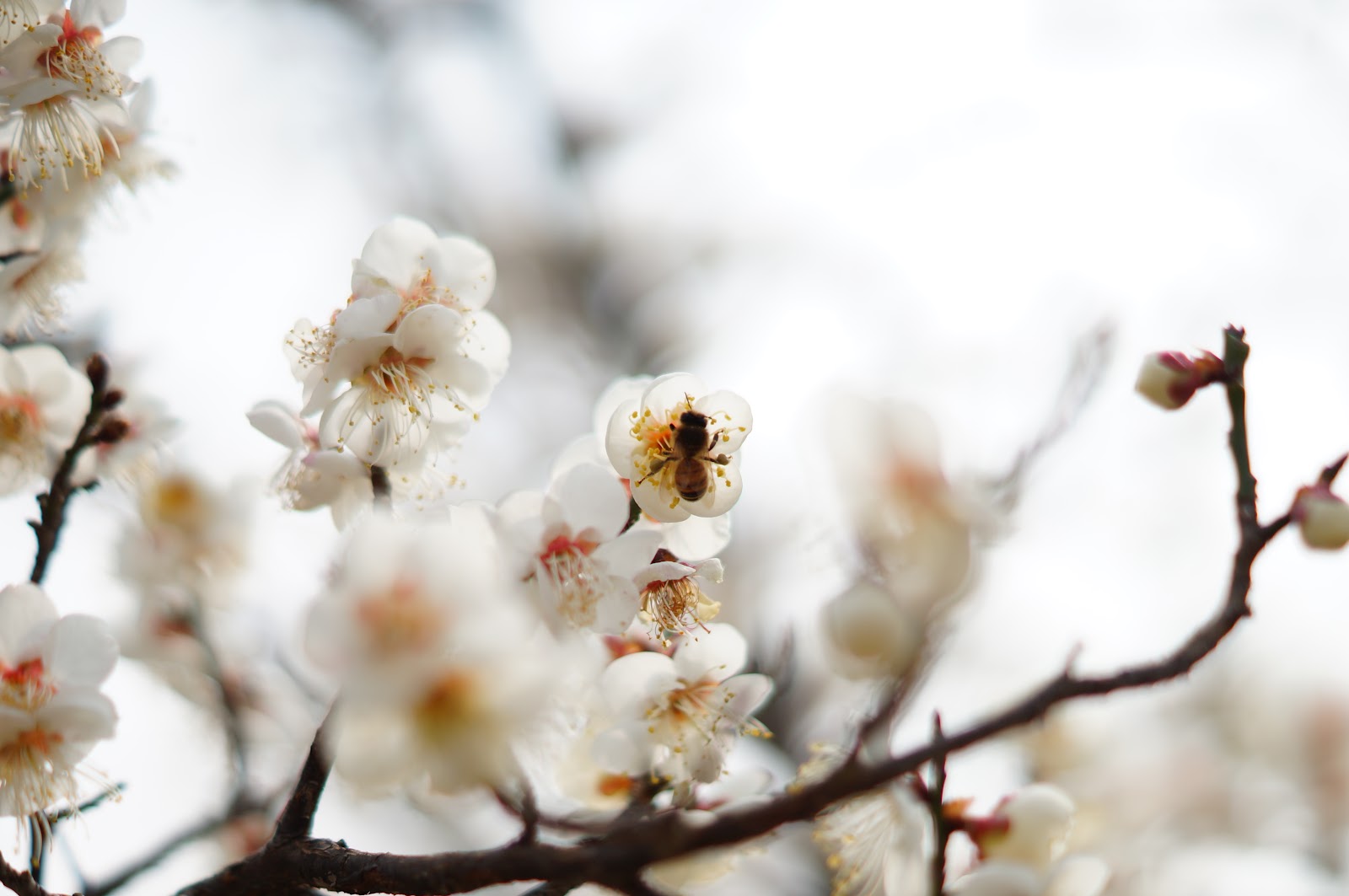 核桃树怎么授粉和繁殖？