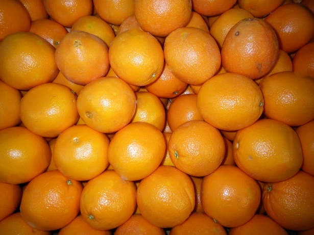 橙子树怎么授粉和繁殖？
