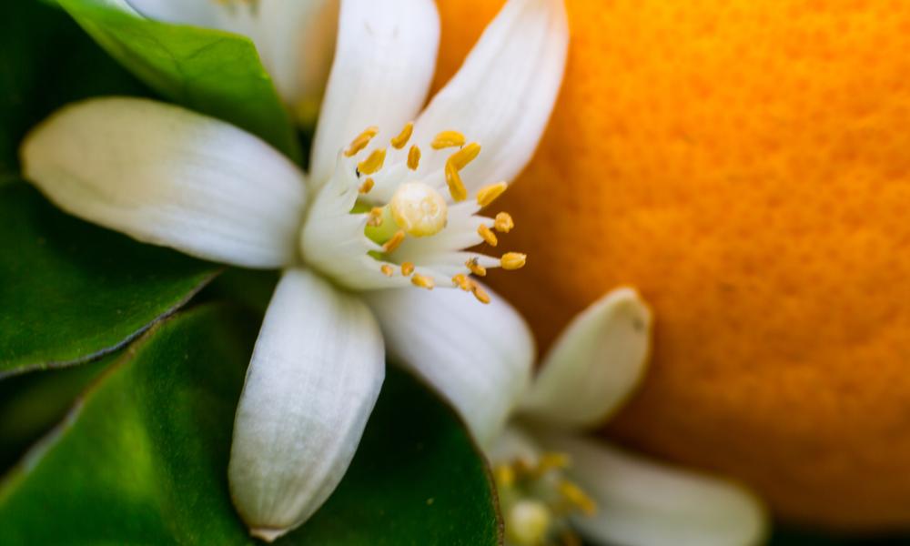 橙花的花语象征着什么，有哪些寓意(100种鲜花的花语)