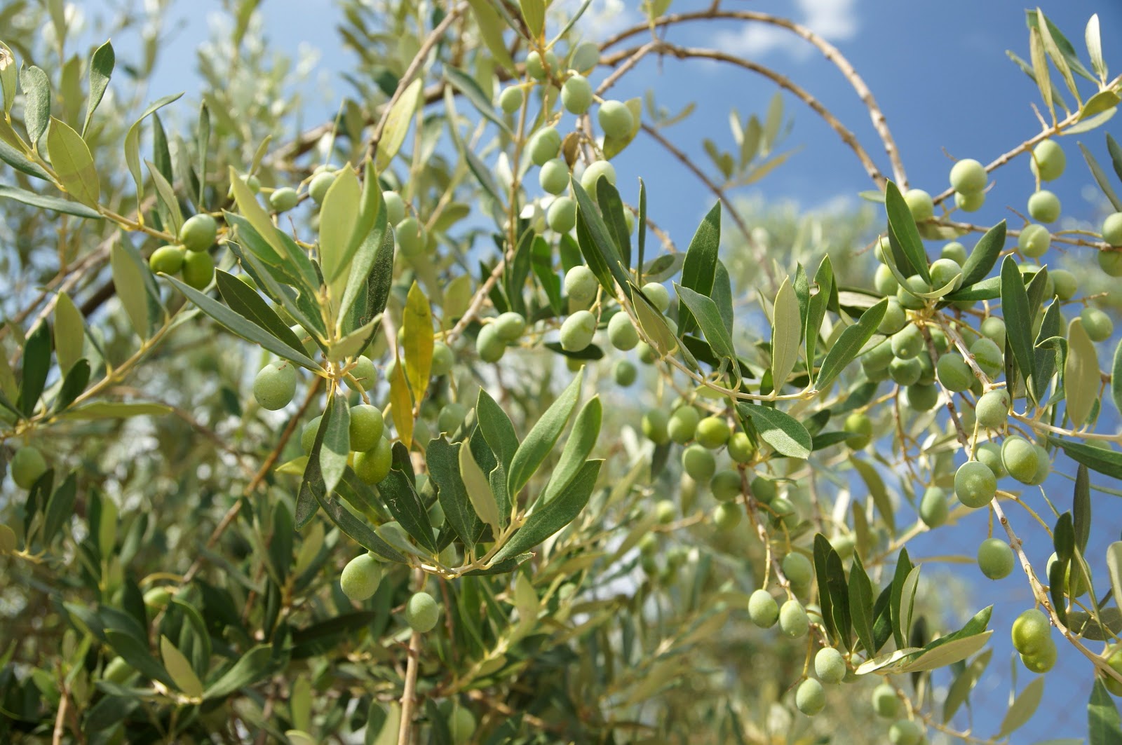 橄榄树怎么种植，有哪些种植方法？