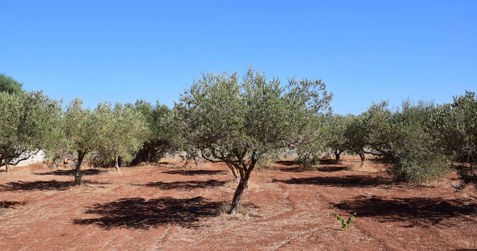 橄榄树怎么授粉和繁殖？