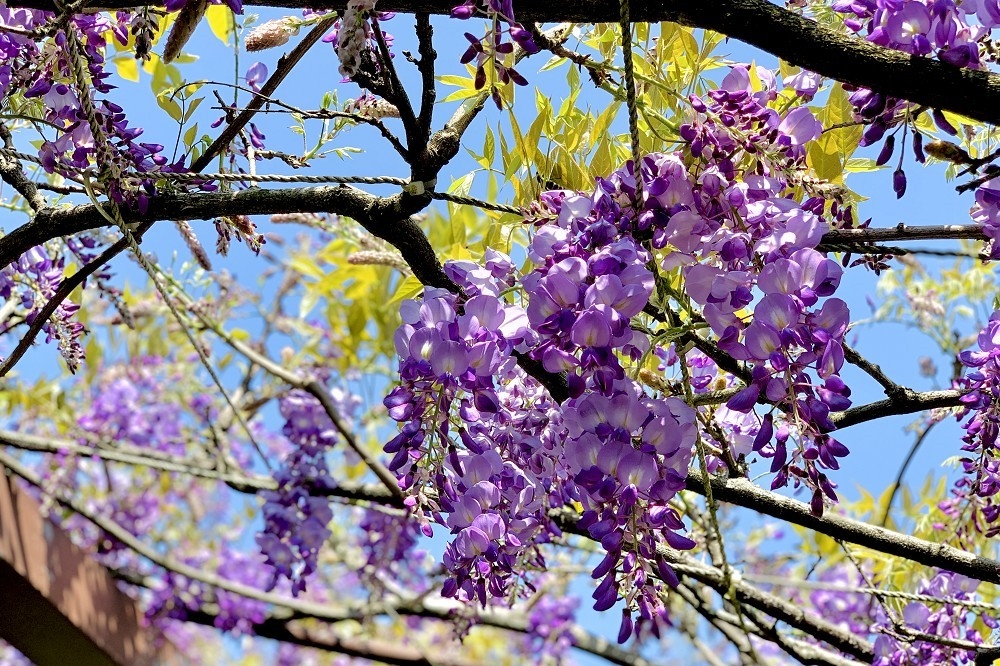紫藤花怎么种植，种类有哪些？