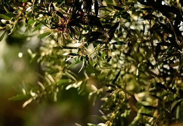 橄榄树的灌溉方法有哪些？