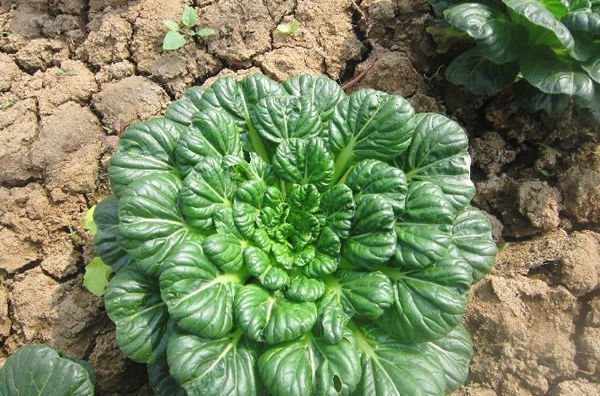 塌菜种植方法有哪些，怎么预防害虫(大棚蔬菜种植技术及病虫害防治)