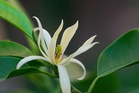 盆栽的白兰花的方法有哪些，怎么培育白兰花