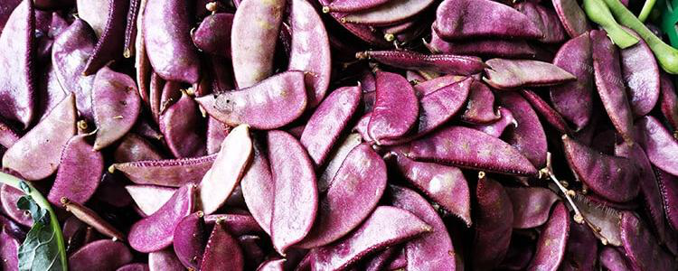 紫扁豆适合什么季节种植？有哪些种植方法