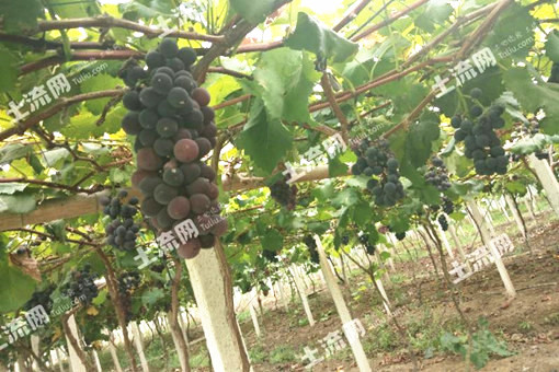 巨峰葡萄高产栽培技术要点有哪些?