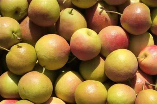 苹果梨怎么种，价格多少钱一斤？(苹果的价格多少钱)