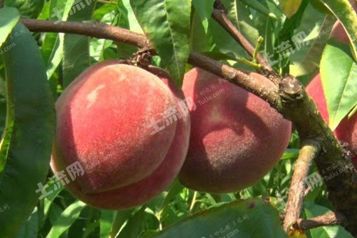 桃树适合什么季节种植？有哪些种植要点？