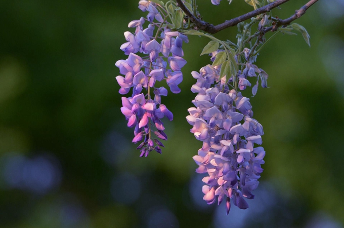 紫藤不开花的原因及解决方法有哪些？