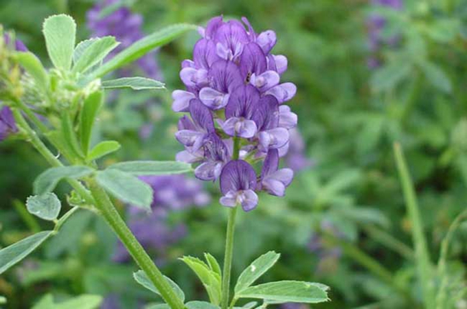 紫花苜蓿的种植方法是什么，有哪些功效？