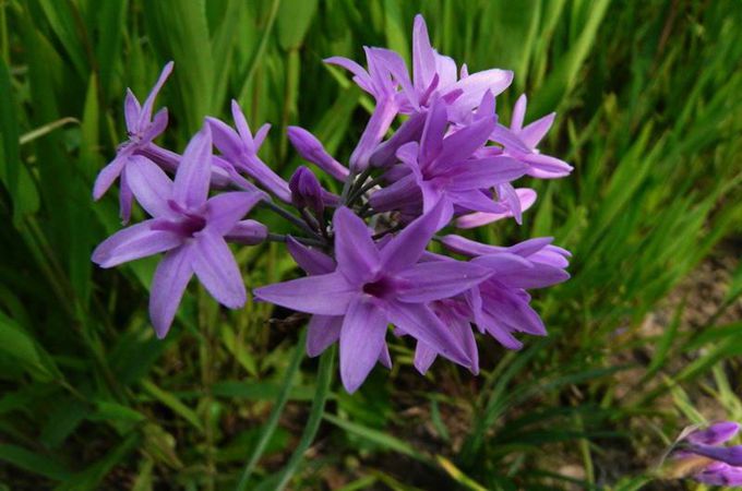 紫娇花的价值是什么？有哪些养殖方法?