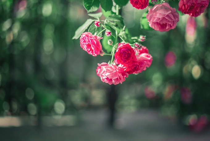蔷薇花的养殖方法是什么，有哪些注意事项？