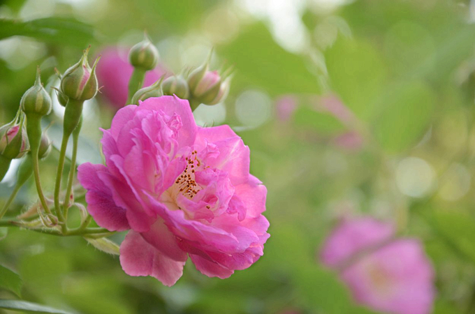 光葉薔薇的繁殖方式是什么，有哪些文化背景？(真菌的繁殖方式有哪些)