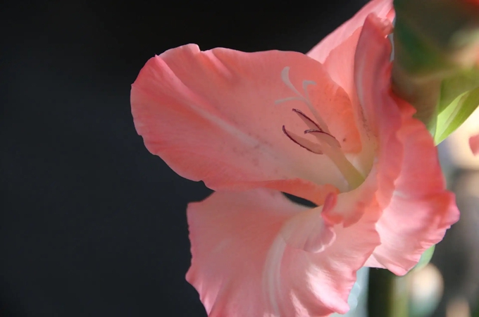 粉色剑兰花语是什么，杂交品种有哪些养殖方法？(最贵的兰花品种)