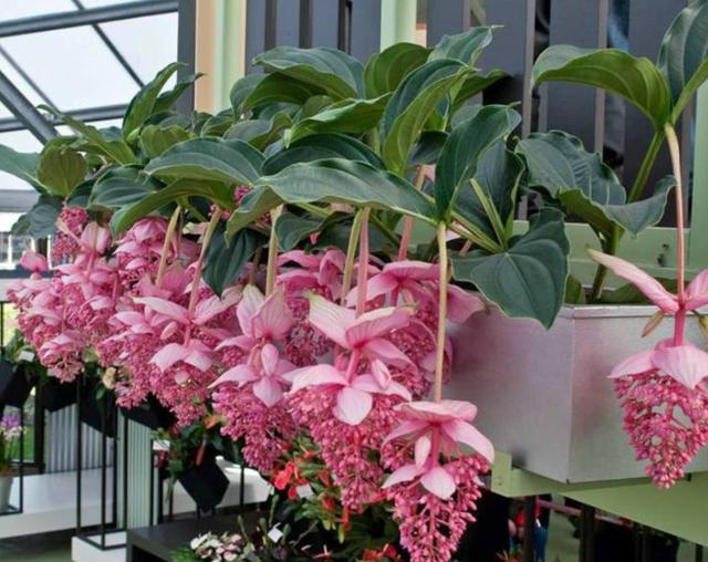 荷兰进口宝莲灯花的养殖方法有哪些？