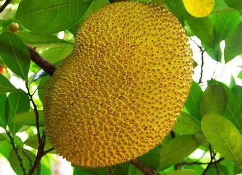 菠萝是什么季节的水果？