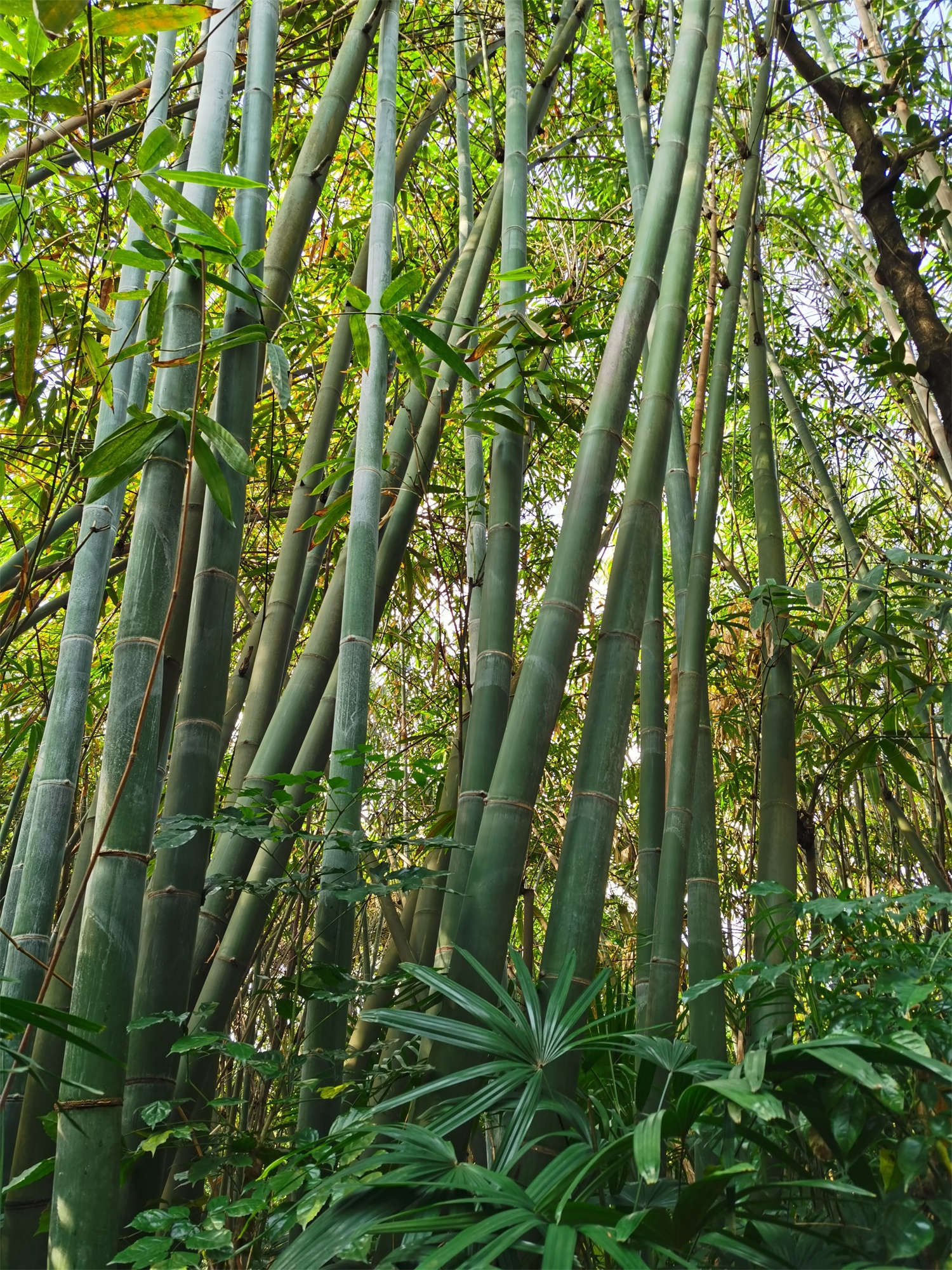 屋后种植竹子可能带来的负面影响有哪些？