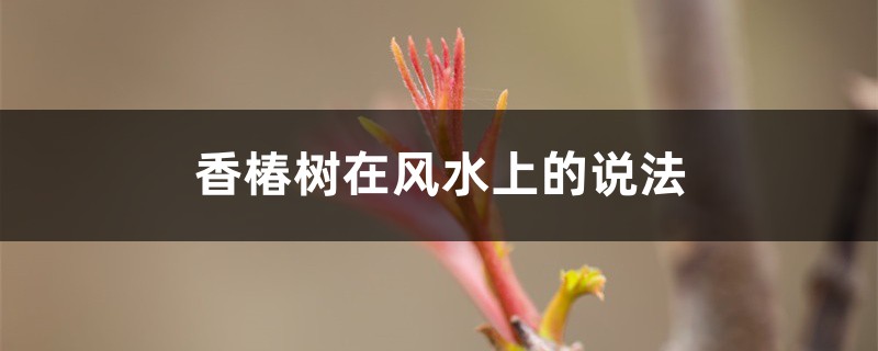 香椿树在风水上有哪些说法，适合种植在哪里？