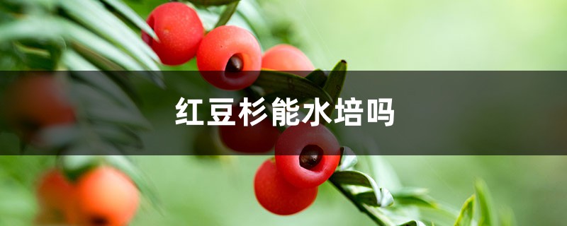 红豆杉水培的方法有哪些?
