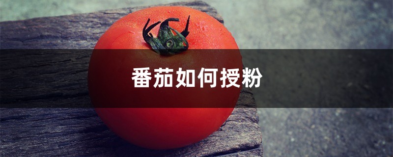 番茄是怎么授粉的，授粉方法有哪些?