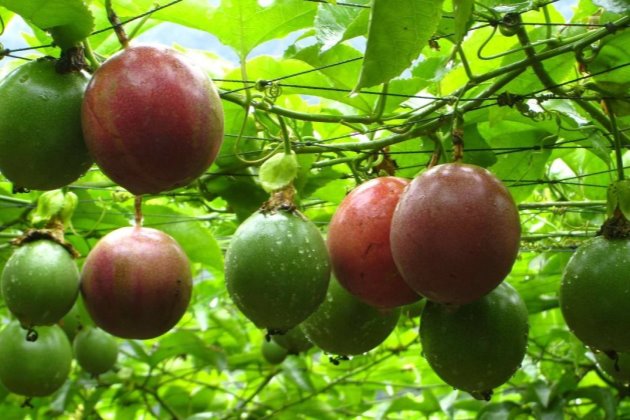 阳台上怎么种植百香果，能在阳台种植百香果吗？