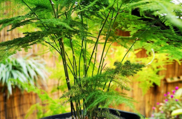 文竹养护指南，让你的绿植更加健康！
