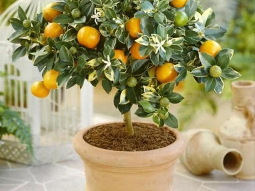 盆栽柠檬树需要多大的盆？盆深度有哪些要求？