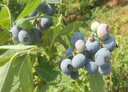 在家种植蓝莓，如何判断果实是否成熟？